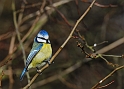 Blue tit - G
